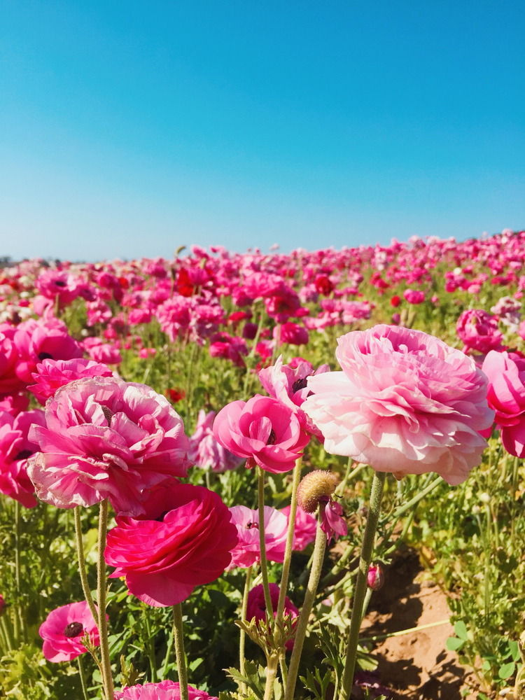 carlsbad flower fields where to take family photos in san diego
