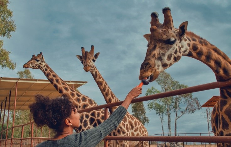 giraffes being fed at San Diego zoo