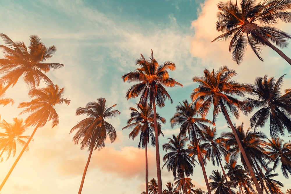 California beach palm trees during sunset
