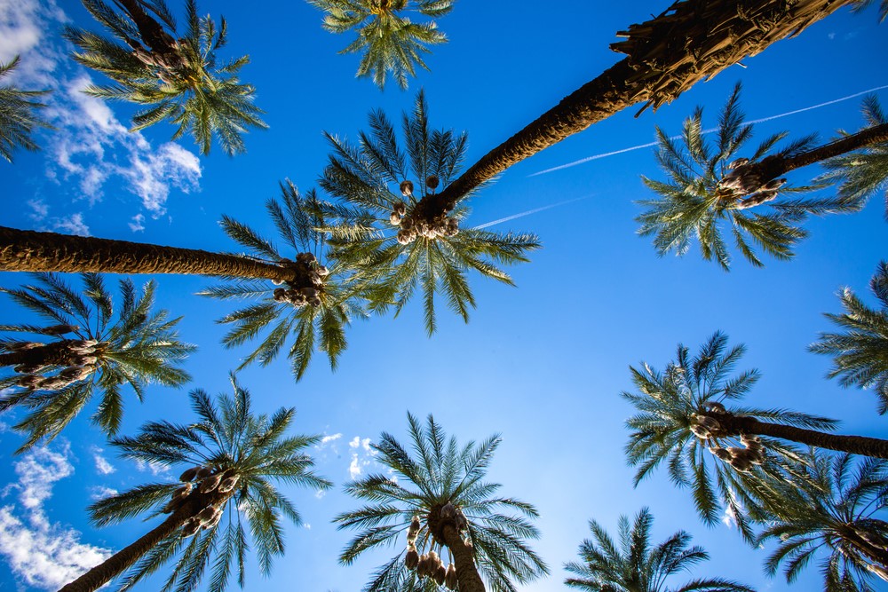 View of palm trees and blue skies